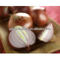 Vender 2013 nuevo cultivo Yellow Onion